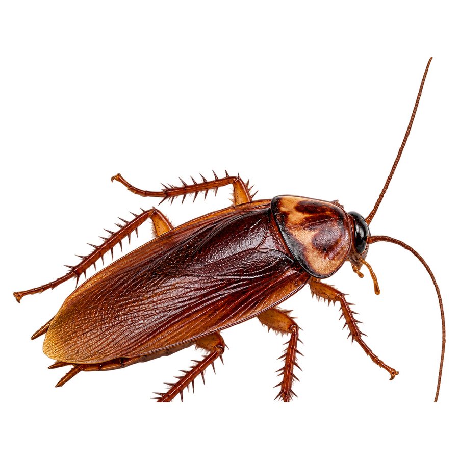 An American cockroach from above: a large glossy reddish-brown roach with wings over its abdomen, very long antennae, and a pale yellowish marking on the shield behind the head.