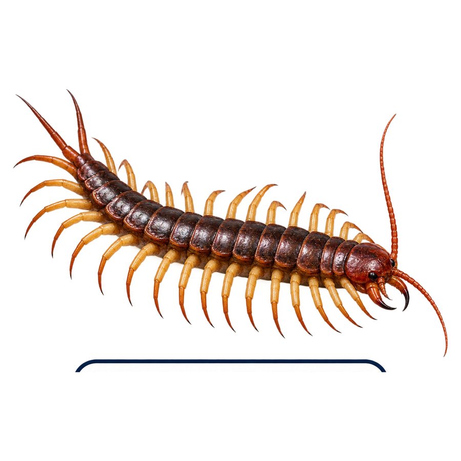 A centipede from above: an elongated reddish-brown arthropod with a flattened segmented body and one pair of long legs on each segment.