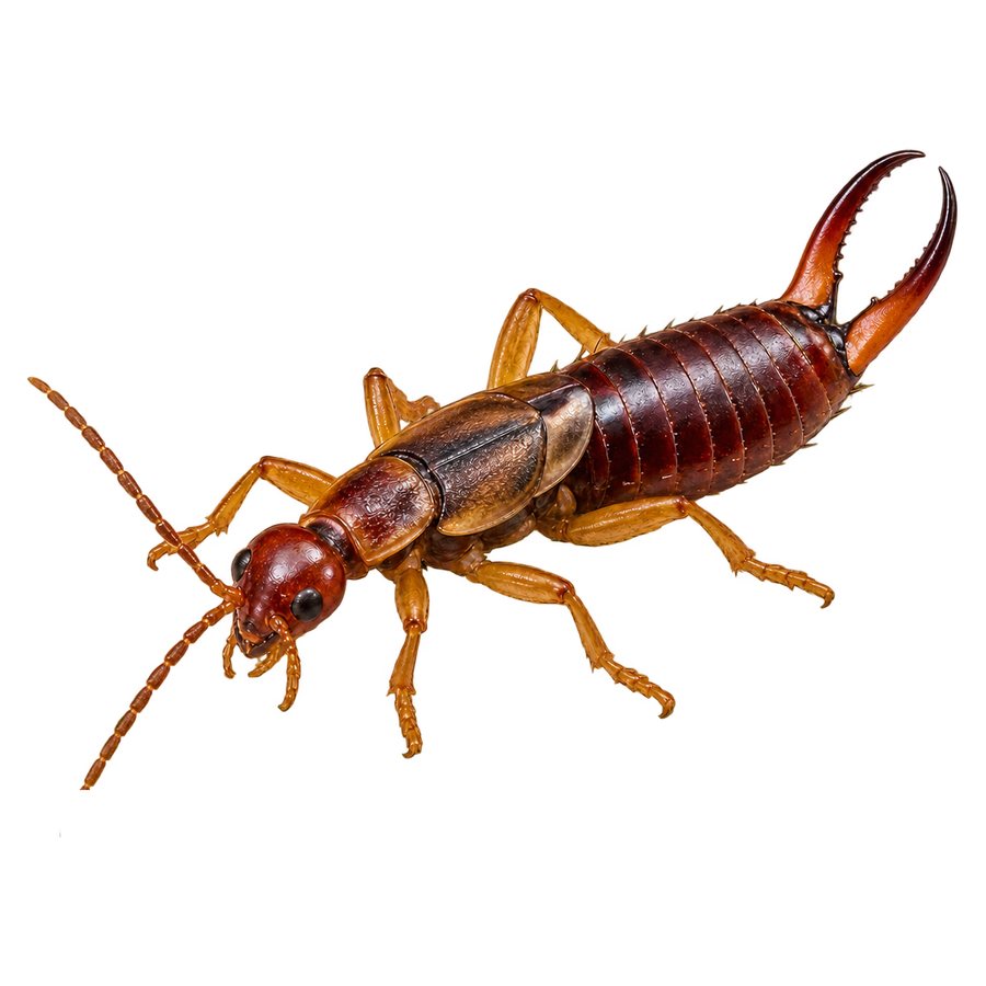 An earwig in profile: an elongated reddish-brown insect with short wing covers and a prominent pair of curved pincers at the rear.