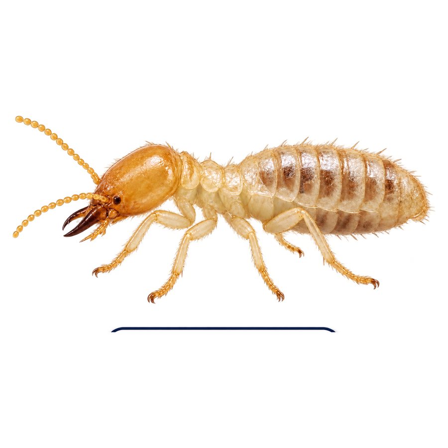 A termite soldier in profile: a pale soft body with a enlarged orange head and prominent dark curved jaws.