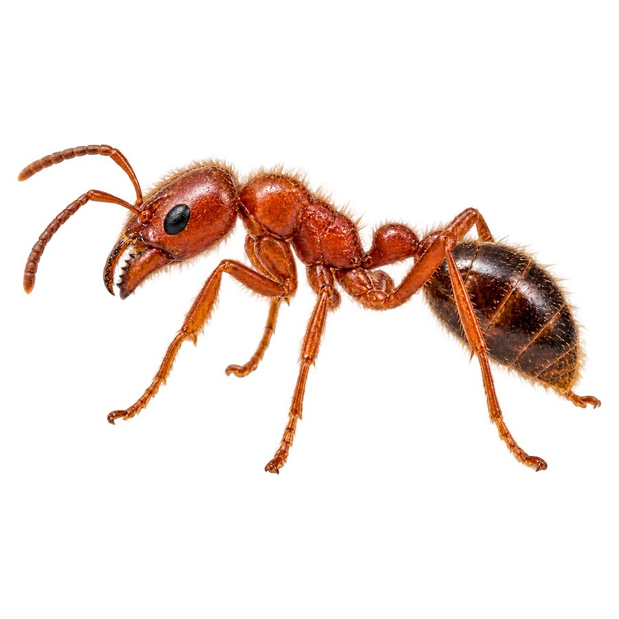 A red imported fire ant in profile: reddish-brown head and thorax, darker abdomen, and two small nodes in the waist.