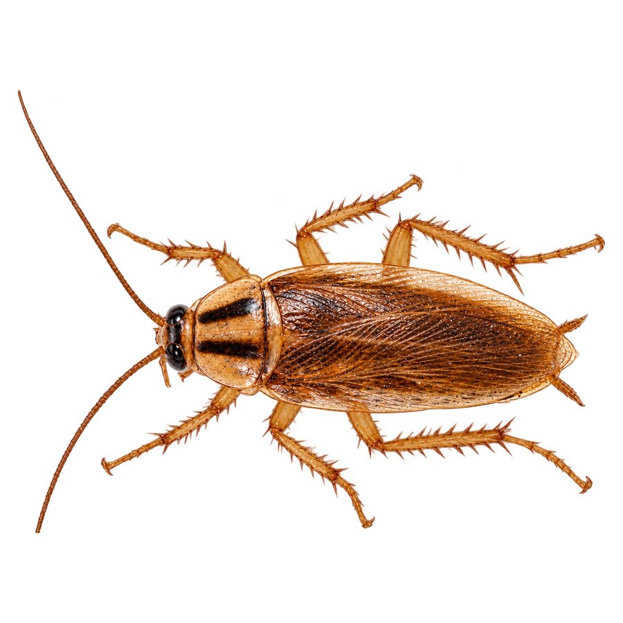 A German cockroach from above: a small tan roach with two dark parallel stripes running lengthwise on the shield behind its head.