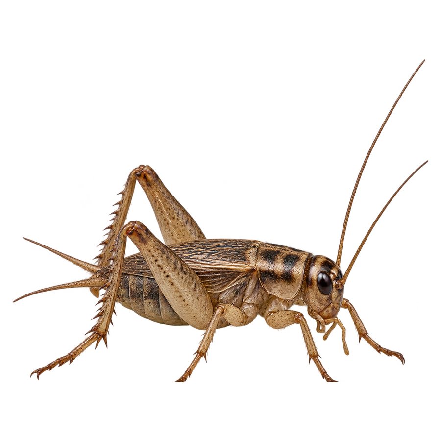 A house cricket in profile: a light brown insect with long powerful back legs, antennae longer than its body, and flat wings over its back.
