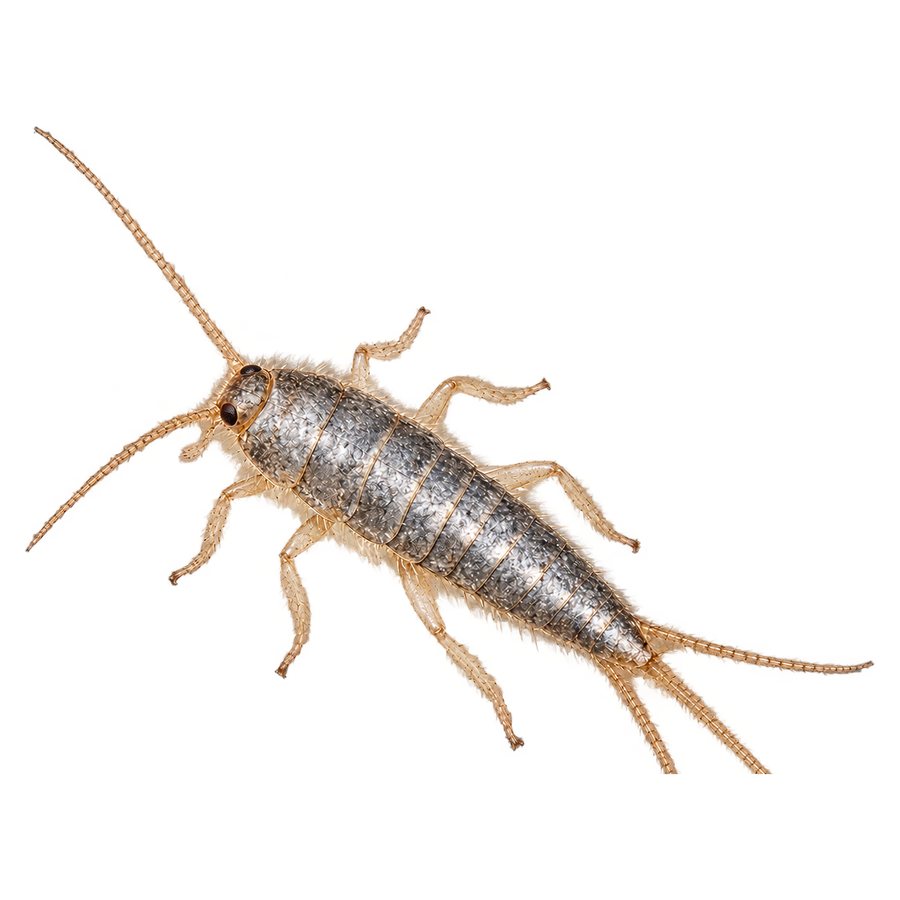 A silverfish from above: a tapered, carrot-shaped body covered in silvery scales, with two long antennae and three long tail filaments.
